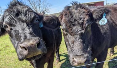 Florida Cattle Ranchers Push Back On Trump’s Beef Import Plan : NorthEscambia.com