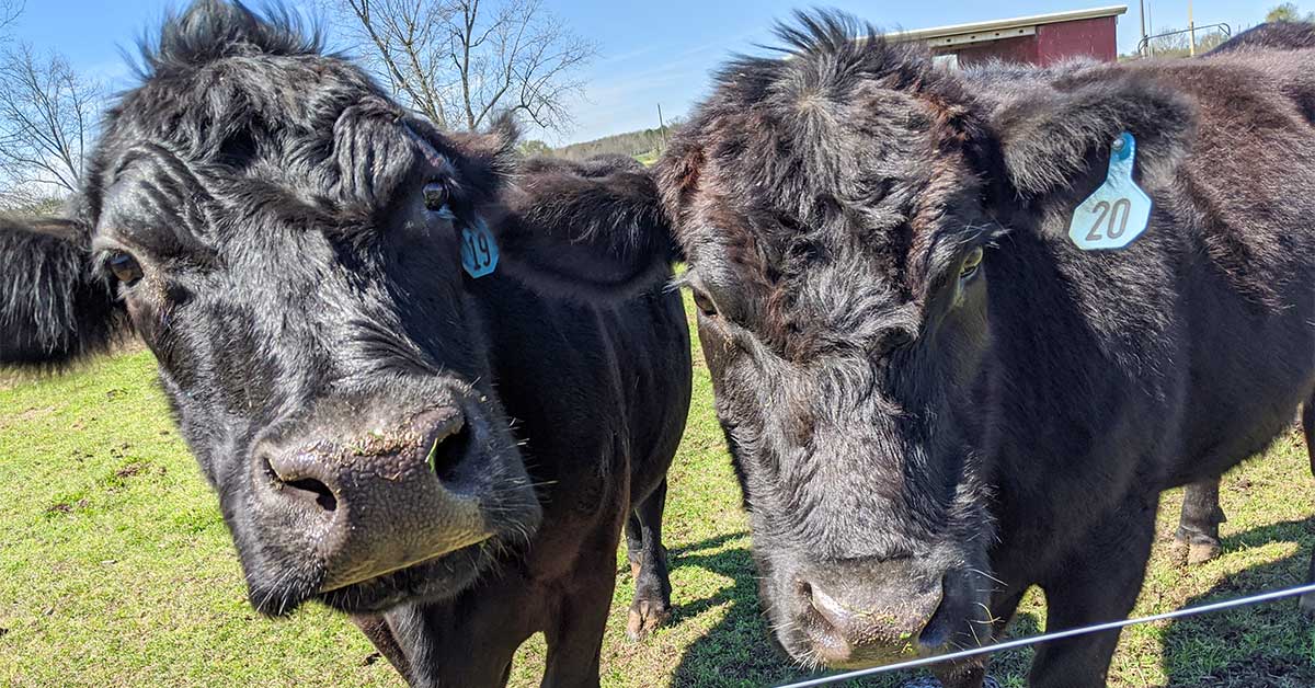 Florida Cattle Ranchers Push Back On Trump’s Beef Import Plan : NorthEscambia.com