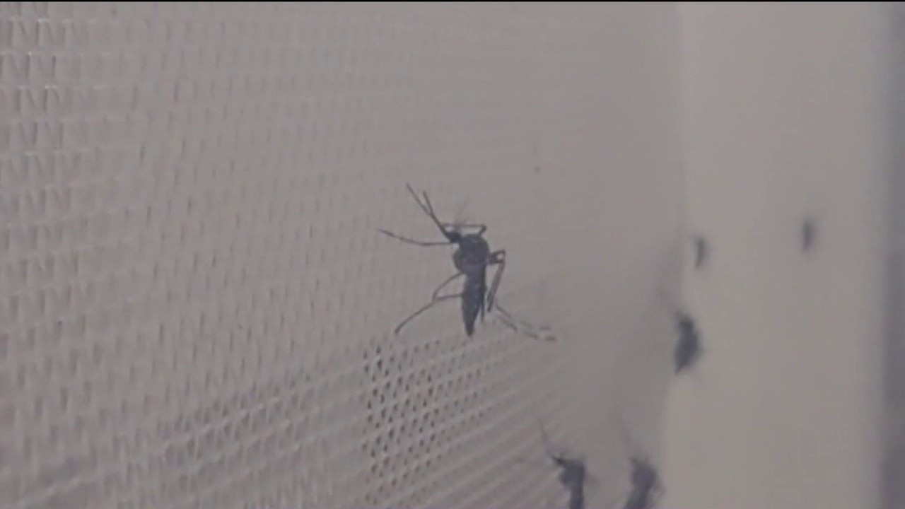 Two Dengue Fever cases in Hillsborough County