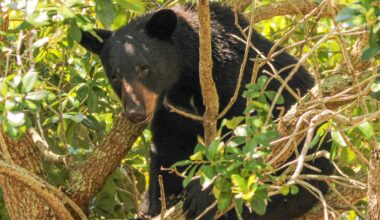 2026 Florida bear hunt to include more permits, private land this year