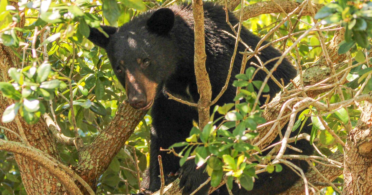 2026 Florida bear hunt to include more permits, private land this year