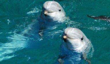 ‘Snooping’ on Dolphins Reveals Hotspots for Food and Friends