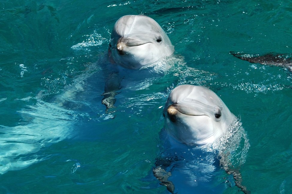 ‘Snooping’ on Dolphins Reveals Hotspots for Food and Friends