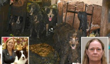 36 poop-covered Border Collies rescued from Florida house get fresh start