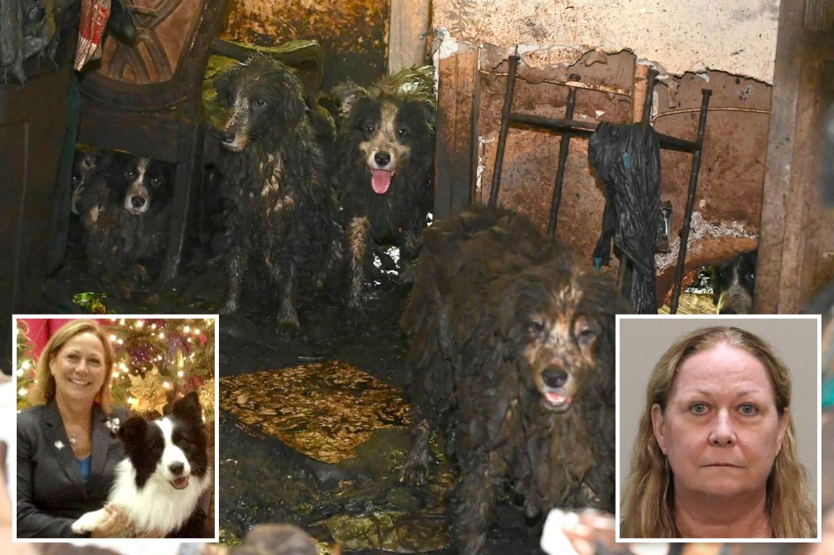 36 poop-covered Border Collies rescued from Florida house get fresh start