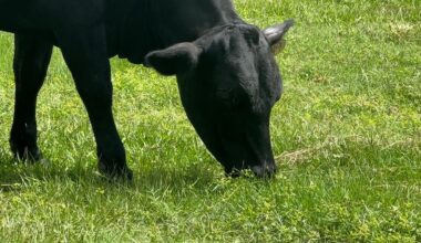 Florida cattle rancher concerned over beef tariff pause