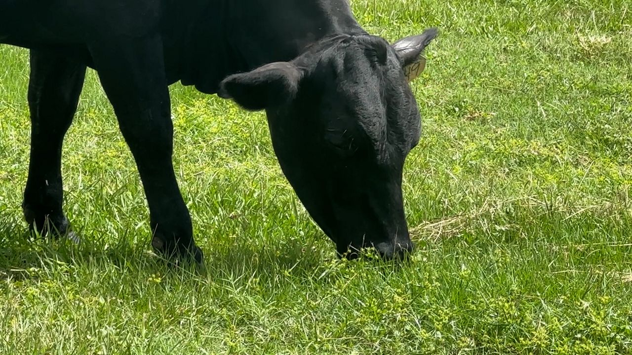 Florida cattle rancher concerned over beef tariff pause
