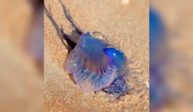 Woman Goes To Throw Away Old Balloon On Florida Beach — Then Realizes It Could Have Killed Her