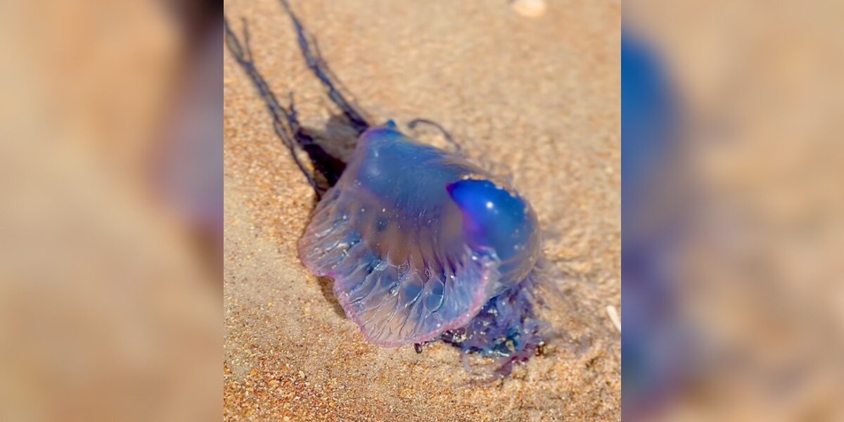 Woman Goes To Throw Away Old Balloon On Florida Beach — Then Realizes It Could Have Killed Her