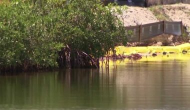 Florida developer fined for mangrove removal without permits