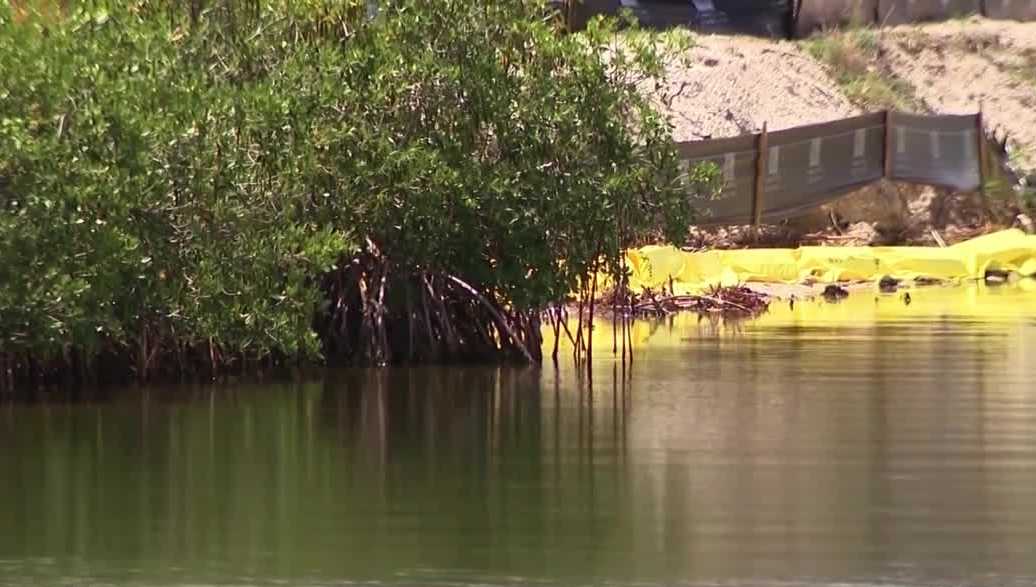 Florida developer fined for mangrove removal without permits