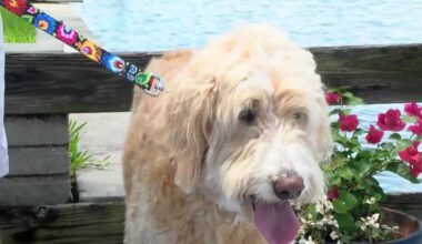 Florida dog survives fishing hook scare