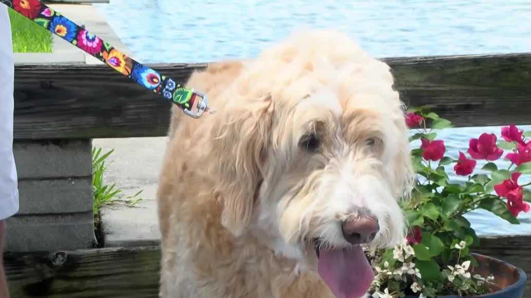 Florida dog survives fishing hook scare