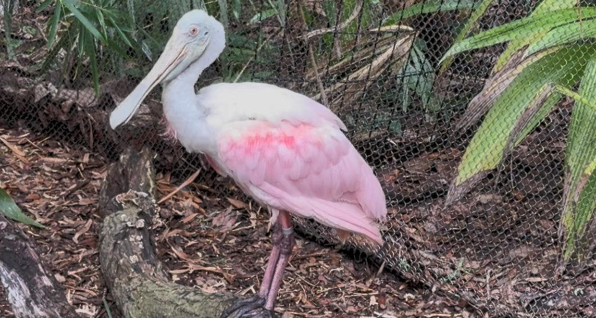 Meet Jacksonville's local pink bird, the roseate spoonbill