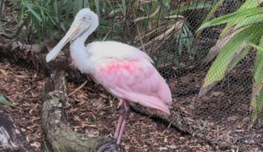 Meet Jacksonville's local pink bird, the roseate spoonbill