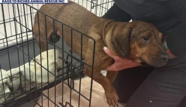 Six more dachshunds rescued from ‘hoarding’ situation as 21 continue to recover in Tampa