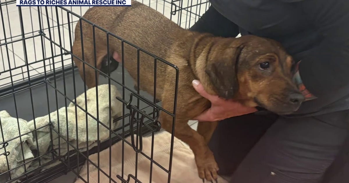 Six more dachshunds rescued from ‘hoarding’ situation as 21 continue to recover in Tampa