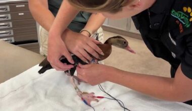 A Florida zoo is using acupuncture on animals | What it looks like