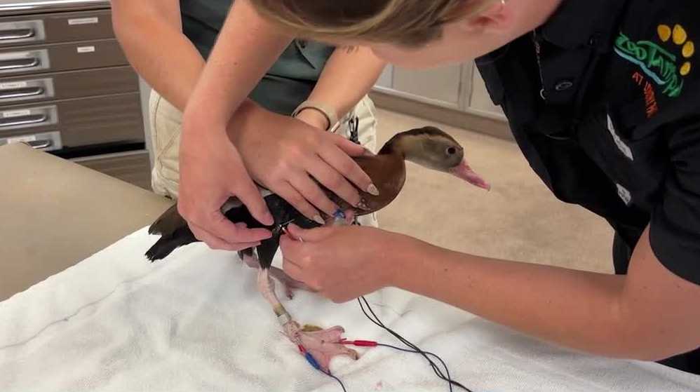 A Florida zoo is using acupuncture on animals | What it looks like