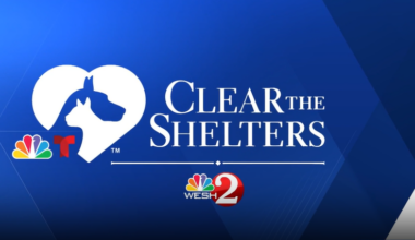 Adoptable pets at Orange County Animal Services