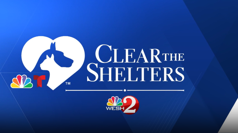 Adoptable pets at Orange County Animal Services