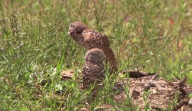 Cape Coral sidewalk plan faces burrowing owl habitat concerns