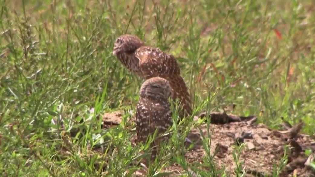Cape Coral sidewalk plan faces burrowing owl habitat concerns