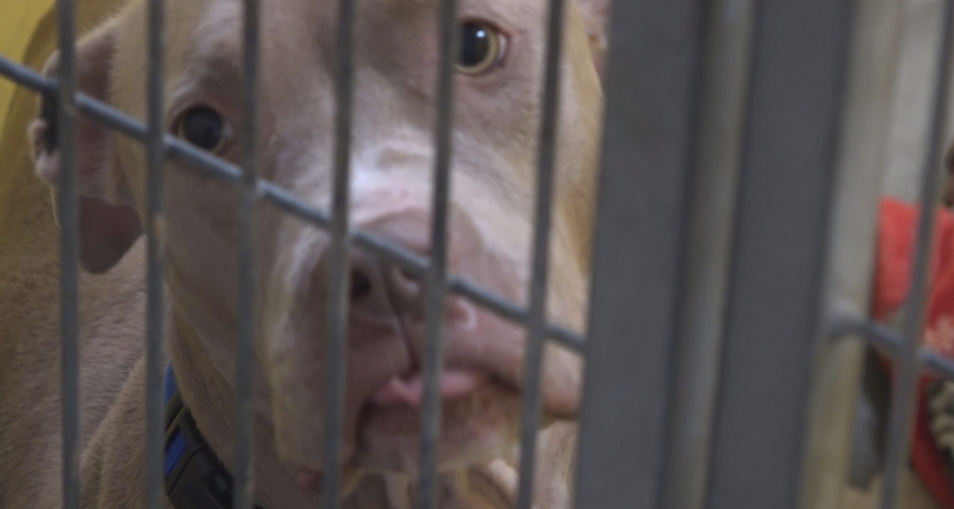 Jacksonville animal shelter asks for fosters, adopters as it cares for 400+ dogs with more on the way