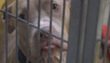 Jacksonville animal shelter asks for fosters, adopters as it cares for 400+ dogs with more on the way