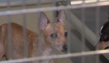 Central Florida animal rescues take in 85 dogs from single home
