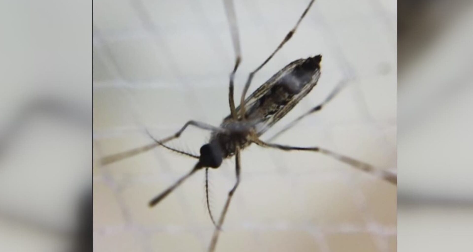 As dengue fever spreads across Tampa Bay, health officials encourage safety measures