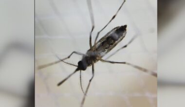 As dengue fever spreads across Tampa Bay, health officials encourage safety measures
