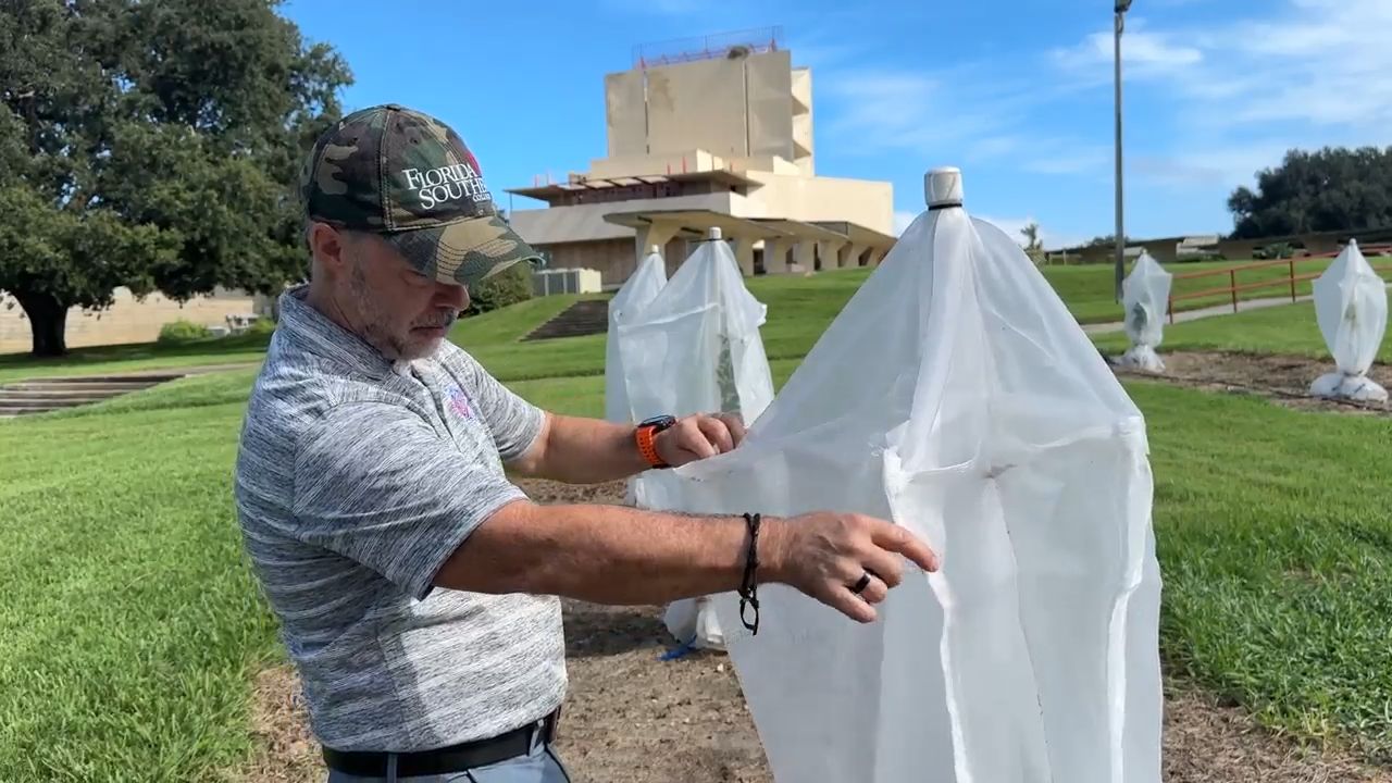 Michael Weber, dean of the Florida Southern College Barnett School of Business and Free Enterprise, monitors newly planted citrus trees. (Spectrum News)