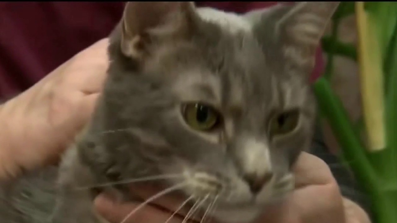 Proposed possible ban on elective cat declawing 
