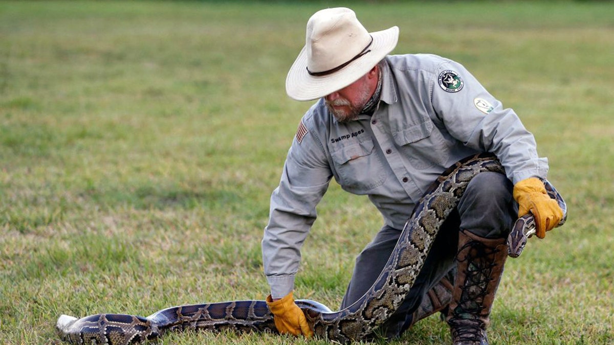 Tom Rahill, founder of Swamp Apes, handles a Burmese python at Everglades Holiday Park in Fort Lauderdale, Florida on April 25, 2019. 
