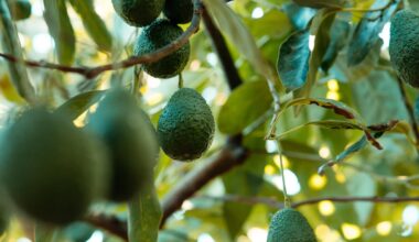 Hialeah man arrested for stealing over 100 avocados from Miami-Dade grove, police say