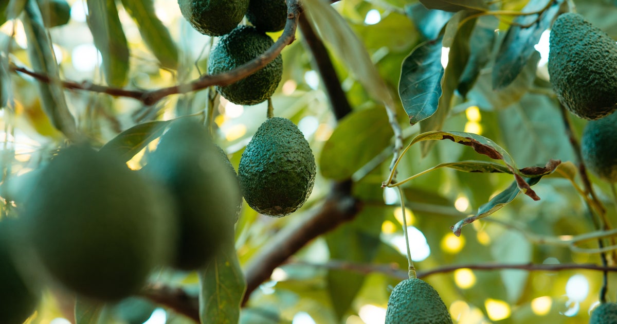 Hialeah man arrested for stealing over 100 avocados from Miami-Dade grove, police say