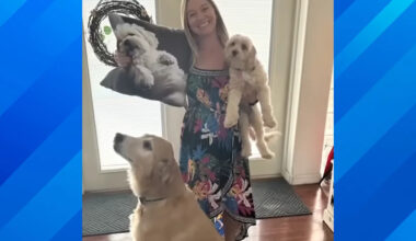 Florida Woman's Home Cameras Catch Rover Pet Sitter Allegedly Stealing and Mistreating Her Dogs