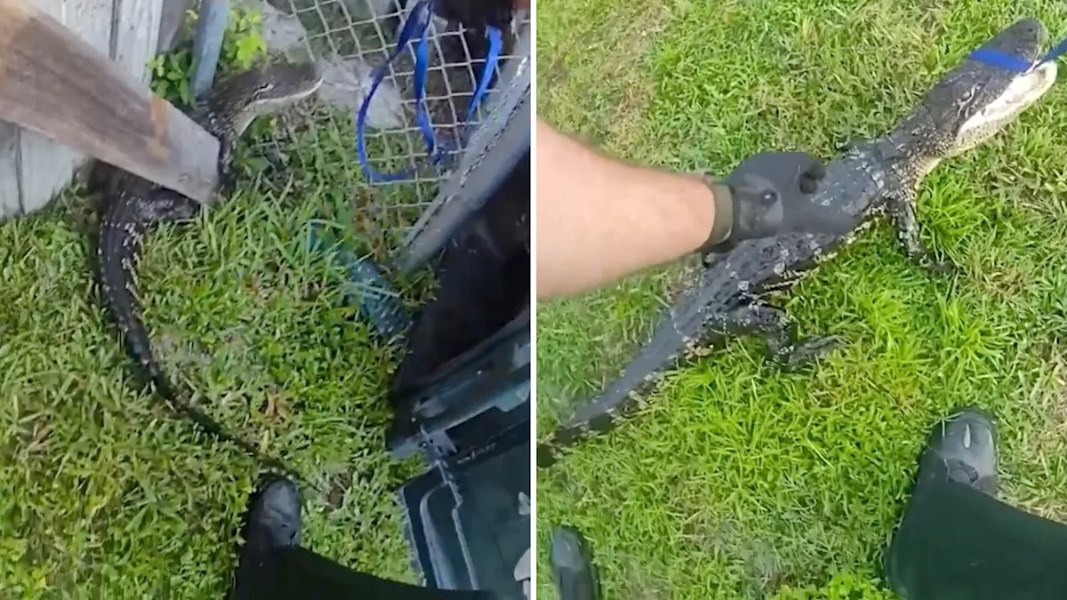 For Northeast transplant, Florida deputy's first gator call becomes a 'rite of passage'