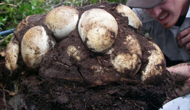 Florida researchers tag male pythons to find hidden females and nests with up to 111 eggs