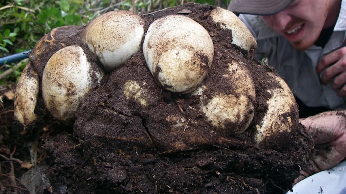 Florida researchers tag male pythons to find hidden females and nests with up to 111 eggs