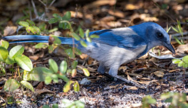Florida scrub-jays lost 90% of their population — now 56 breeding pairs anchor a push for 100