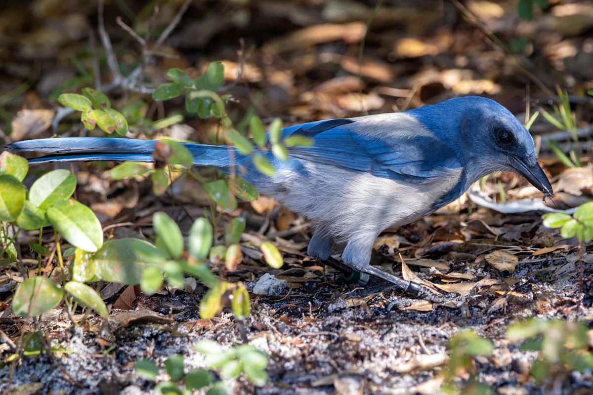 Florida scrub-jays lost 90% of their population — now 56 breeding pairs anchor a push for 100