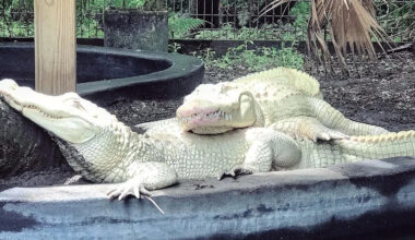 Florida park finds 19 albino alligator eggs, the first known successful batch laid in captivity