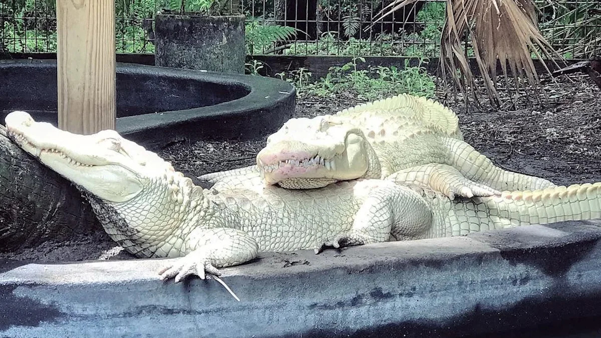 Florida park finds 19 albino alligator eggs, the first known successful batch laid in captivity
