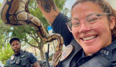Florida officers answer 'unexpected bathroom guest' call before safely rescuing ball python