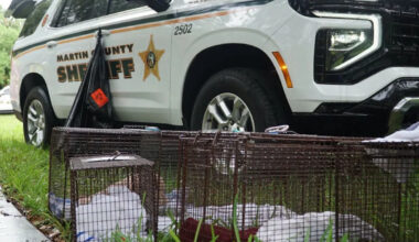 Florida hoarding case amounts to 108 rescued pets as more dogs and cats emerge every day