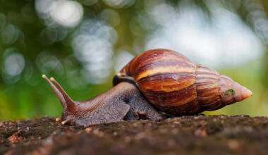 Southwest Florida under quarantine as giant African land snail returns, officials ask for help