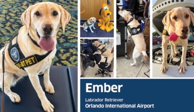 Orlando's Ember makes Final Four in TSA Cutest Canine contest