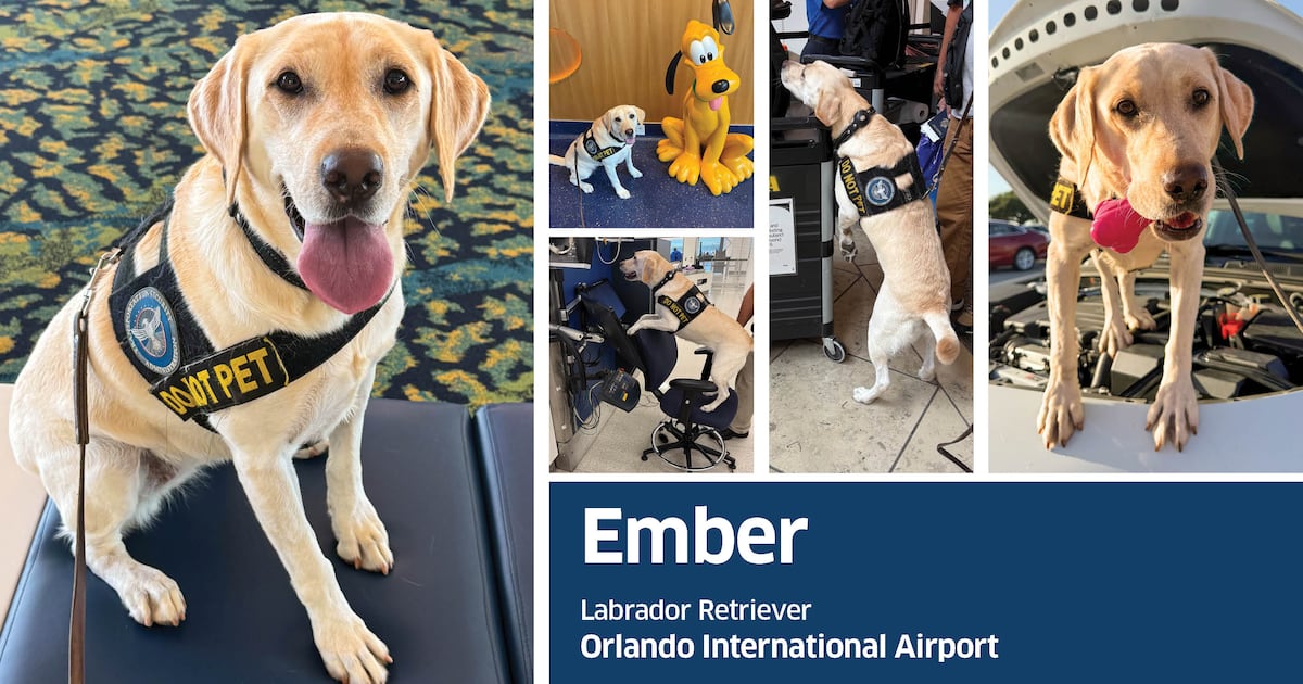 Orlando's Ember makes Final Four in TSA Cutest Canine contest